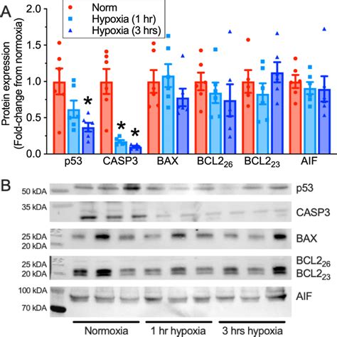 Apoptosis Is Not Activated During Hypoxia A Summary Of The Expression