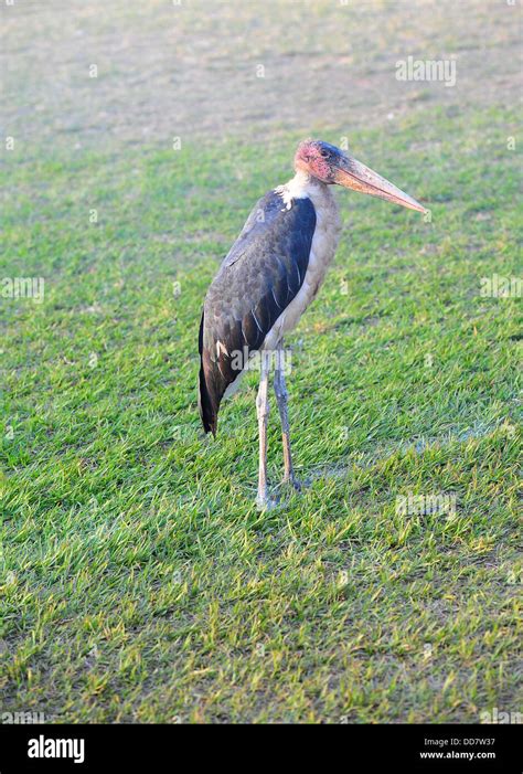 A Marabou Stork At Kyadondo Rugby Club Kampala Uganda Stock Photo Alamy