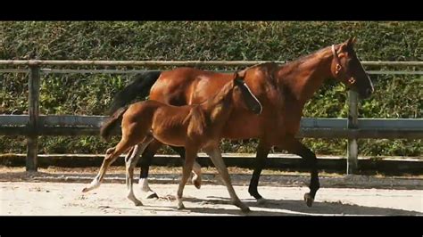 Cheval Vendre Foal Excel Origines Quel Homme De Hus Mere Iso