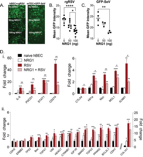 Nrg1 Treatment Reduces Viral Replication And Regulates Gene Expression