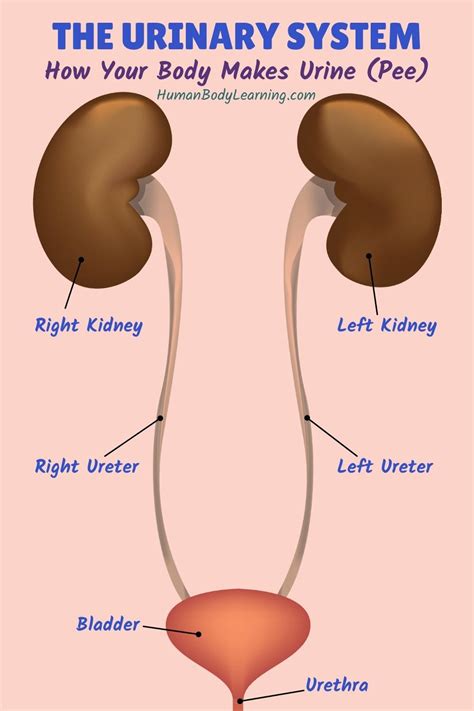 How Does Your Body Make Pee Urinary System Anatomy And How It Works