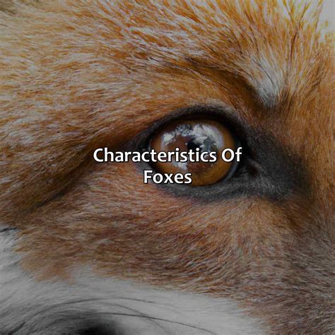 What Color Are Foxes Eyes - colorscombo.com