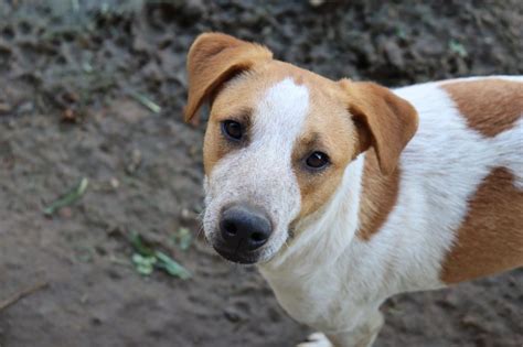 Animais Resgatados Pelo Imap Estar O Em Feira De Ado O Em Penha