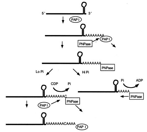 Poly A Tail Function - slidesharetrick