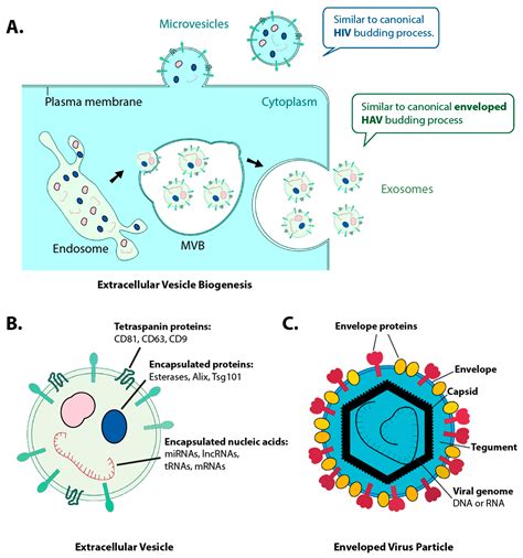 Purification Methods And The Presence Of Rna In Virus Particles And