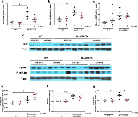 Ifb Treatment Reduces Er Stress And Schwann Cell Differentiation