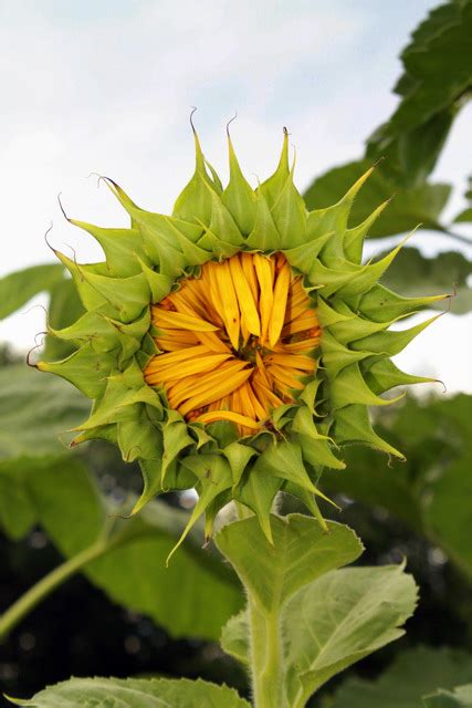 Revisiting: Ah! Sunflower or Heliotropism (part 1) | Constance Ann Morrison