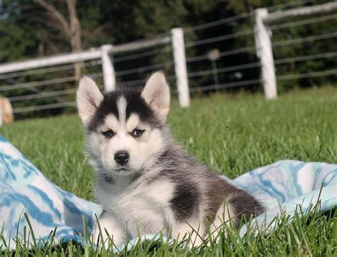 Pomsky Puppies For Sale Houston Tx 265298 Petzlover