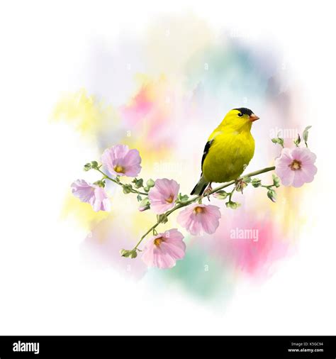 Digital Painting Of American Goldfinch Carduelis Tristis On The