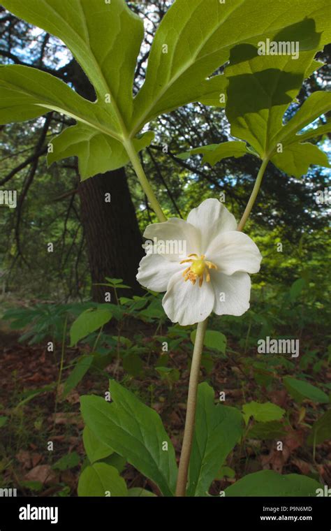 Mayapple Podophyllum Peltatum Plantas Fotograf As E Im Genes De Alta