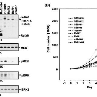 A Western Blot WB Analysis Of Raf And MEK Protein Expression In