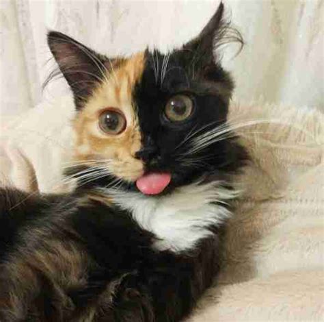 Two Faced Chimera Cat For Sale