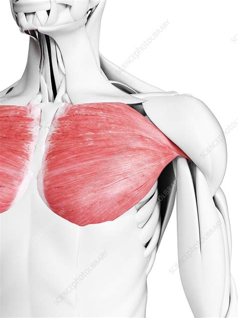 Pectoralis Major Muscle Illustration Stock Image F027 2656