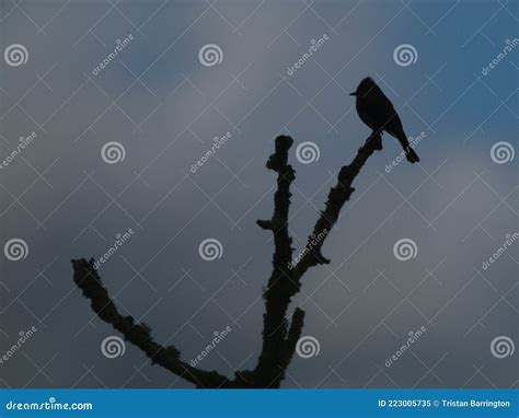 Silhouette Of Bird Sitting On Top Of Tree Branch With Blue Sky