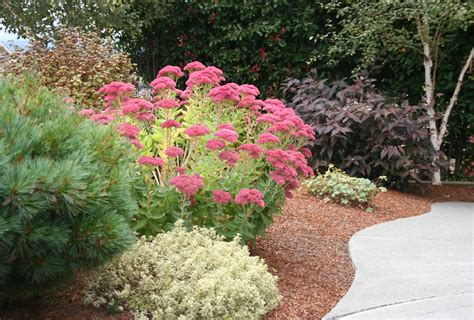 How To Prune Sedum Autumn Joy Video Tutorial ⋆ North Coast Gardening