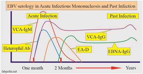 Epstein-Barr Virus (EBV) And Infectious Mononucleosis, 54% OFF