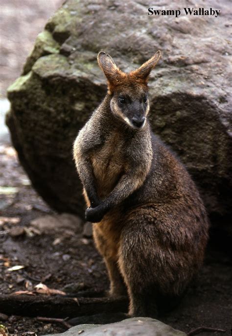 Swamp Wallaby - The Australian Museum