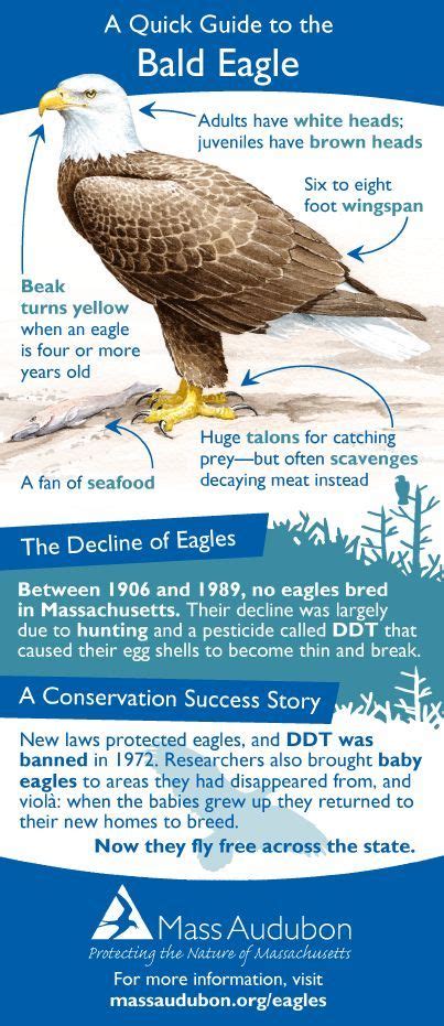 Bald Eagle Facts Bald Eagle Eagle Eagle Facts