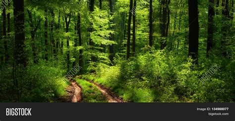 Dreamy Scenery Forest Image And Photo Free Trial Bigstock