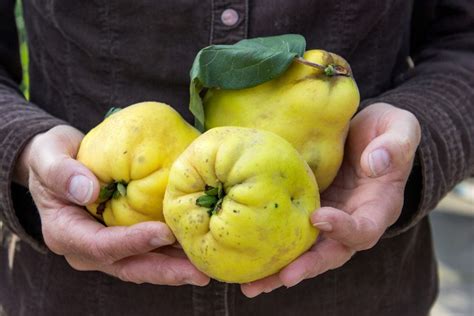 What Is Quince And What Can I Cook With It Taste Of Home