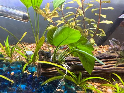 Help Attaching Anubias Plants Algae And Fertilizers C A R E