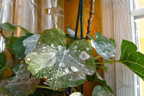 What Is Powdery Mildew On Plants