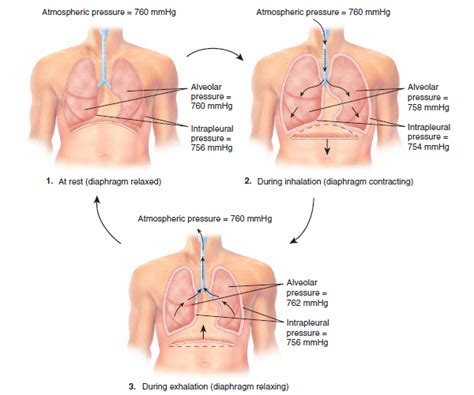 Pressure Changes In Pulmonary Ventilation Diagram Quizlet