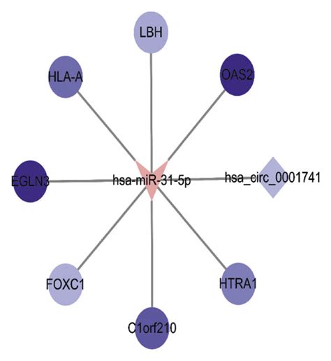 Identification Of Circrna Mirna And Mrna Af The Heat Map And