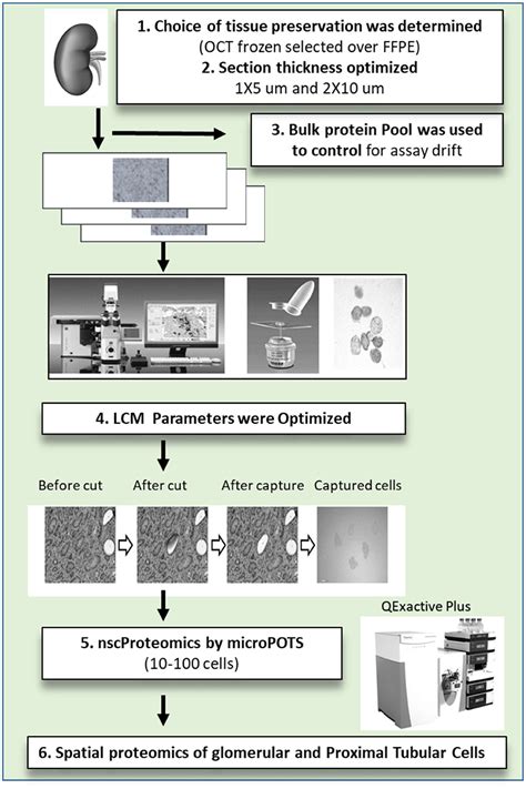 Frontiers Near Single Cell Proteomics Profiling Of The Proximal