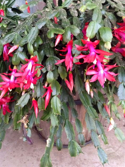 SCHLUMBERGERA X BUCKLEYI. | Love garden, Plants, Succulents