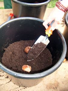 Bulbes En Pots Pour La Maison Gamm Vert