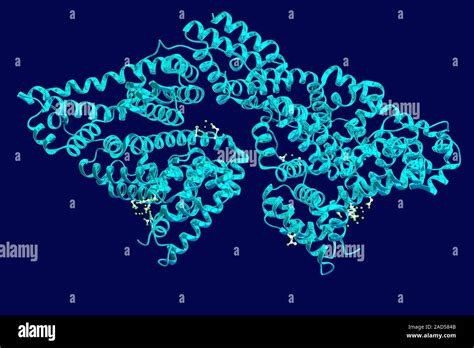 Bovine Serum Albumin Bsa Computer Illustration Showing The Structure Of A Molecule Of Bovine