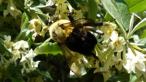 Common Eastern Bumble Bee | MarkEisingBirding