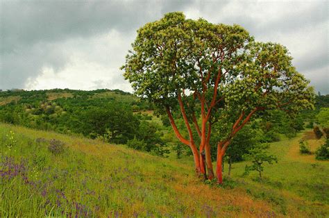 Madrone Tree Photograph by Lee Amerson