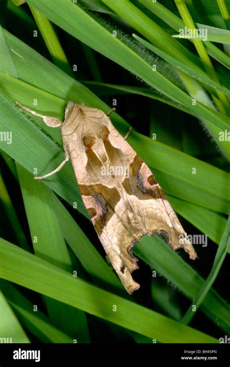 Angle Shades Moth Phlogophora Meticulosa At Rest In Long Grass Stock