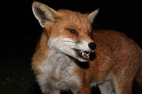 Fox Gallery August 2008/fox_dog_1108080423