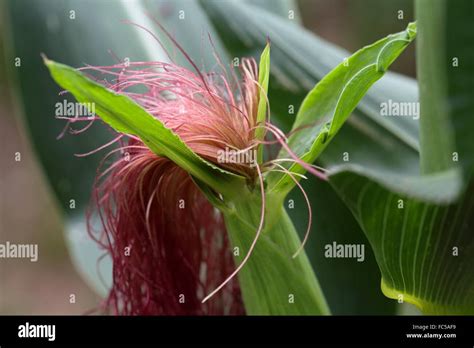 Maize Flower Hi Res Stock Photography And Images Alamy