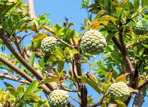 Árboles frutales en Ecuador Lista de especies emblemáticas