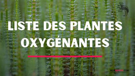 Plantes aquatiques MONBASSIN Blog spécialisé en bassin de