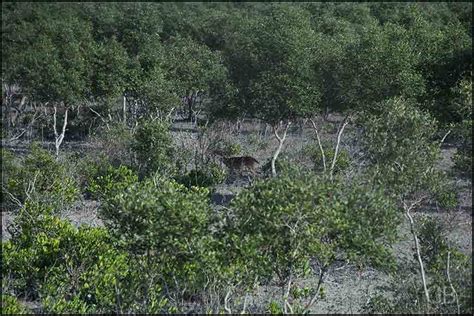 On World Wildlife Day, make a pledge to save the Sundarbans