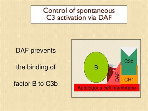 Complement Functions اپسونیزاسیون و فاگوسیتوز تحریک پاسخ های التهابی Ppt Download