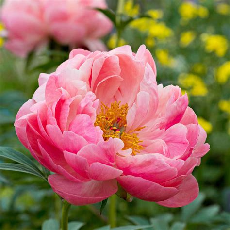 Best Peonies To Grow In The South