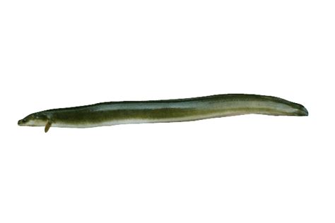 Eel Side View