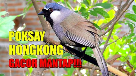 KICAU POKSAY HONGKONG GACOR MANTAP DI KANDANG AVIARY BURUNG BESAR