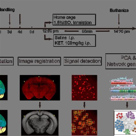 Brain Wide Quantification Of C Fos Expression A Schematic