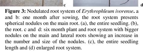 Nodulated Plants And Root System Of Erythrophleum Ivorense A And B