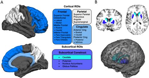 Cortical And Subcortical Regions Of Interest Rois Aggregated From Download Scientific Diagram