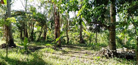 Elevated And Flat Terrain Farm Lot With Fruit Bearings Trees