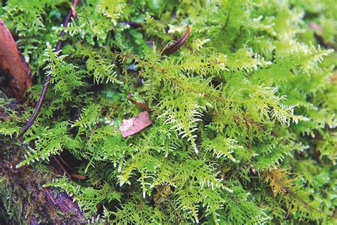 Les Mousses Ressemblent à Des Mousses Depuis Près De 500 Millions D