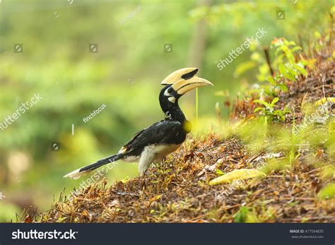 Oriental Pied Hornbill Looking Material Nesting Stock Photo 417594835 | Shutterstock